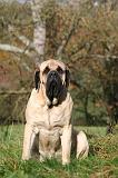 MASTIFF 331